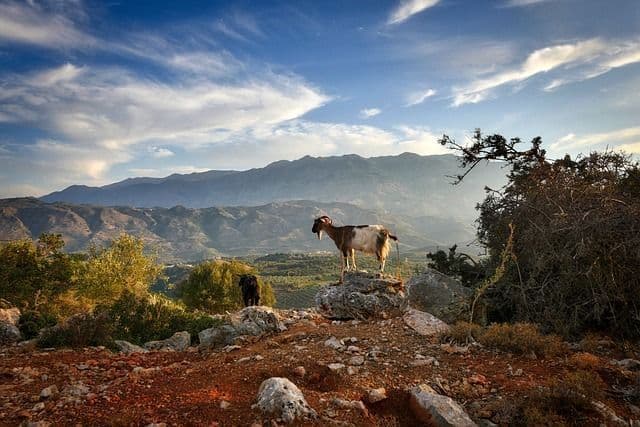 Image of Crete, nightlife atmosphere, and a goat